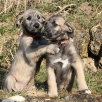 irish wolfhound breed dog puppy minepuppy